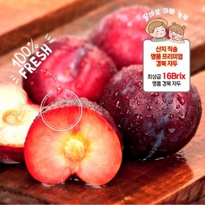 [산지 직송] 백화점 납품 자두의 원조 새콤달콤 프리미엄 명품 자두, 1개, 대과 300g (4-6과 내외)