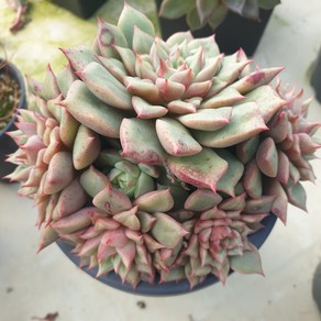 [수암다육] 테슬라 랜덤발송 Echeveria 'Tesla' 랜덤발송 다육 다육이 다육식물 454