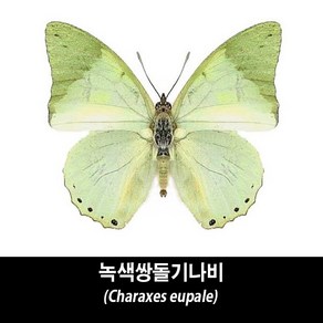 녹색쌍돌기나비표본-Chaaxes eupale, 1개