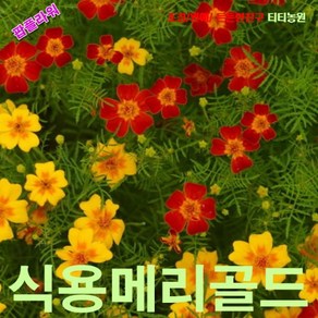 팝플라워 식용메리골드-삼색혼합 씨앗 15립, 1개