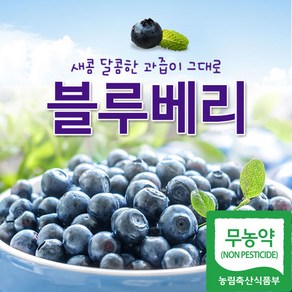 백운팜 국내산 무농약 블루베리(급냉), 1개, 블루베리(냉동) 1kg 특대(16~18mm)