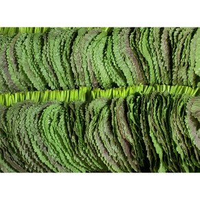 [GAP인증]열음농장 밀양깻잎 당일수확 당일출하 농장직송, 1kg, 1개