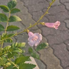 에이피팩토리 핑크 능소화 야생화 핑크꽃 반려식물, 1개