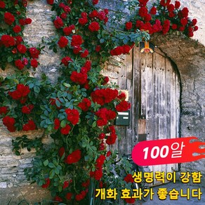 100알/200알/300알 혼색 양질 장미 클라이밍 장미꽃씨 씨앗 꽃씨 생존율 높다 믹스 사계절 파종 덩굴식물 아름다운 화원을 만들다, 3개
