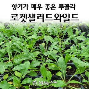 [모종심는아빠] 향기가 매우 좋고 식감이 부드러운 루꼴라 로켓샐러드와일드 모종