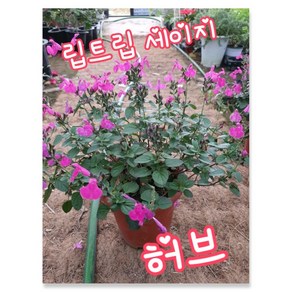 세이지리틀립 세이지 허브 022 특 공기정화식물/미세먼지/공기정화효과 공기정화식물