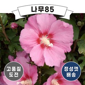 (나무85) 무궁화 핑크자이언트 P9 포트, 1개