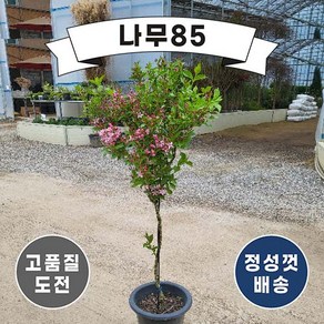 (나무85) 병꽃나무(분홍꽃) 스탠드형 화분