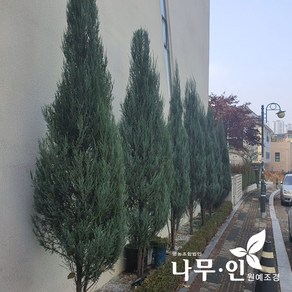 [나무인] 문그로우 측백 H1.2, 1개