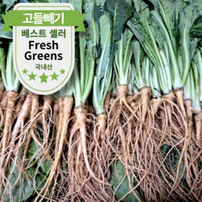 [농장직송] 고창 황토 고들빼기 햇 꼬들빼기, 1kg