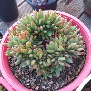 [수암다육] 엘크혼 철화 랜덤발송 Echeveia agavoides 'Elk Hon' f. cistata 다육 다육이 다육식물, 1개