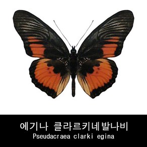 클라르키네발나비표본 Pseudacaea claki egina