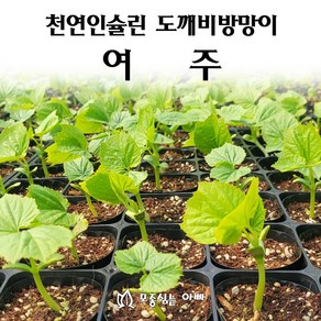 [모종심는아빠] 천연인슐린 도깨비방망이 여주 모종(컵포트), 3개