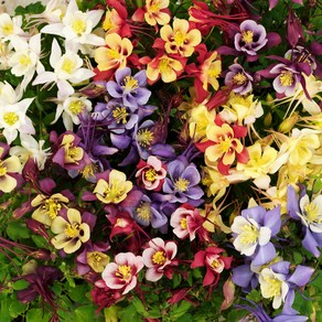 매발톱 아킬레기아 얼리버드 컬러선택(꽃씨앗/10립) Aquilegia Ealybid, 혼합컬러, 1개