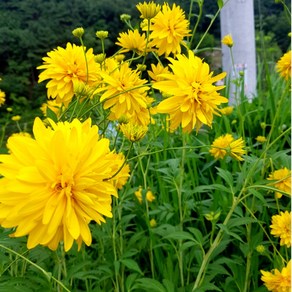 삼잎국화 겹삼잎국화 종근 모종 20포기 - 으뜸산채 산야초 야생화