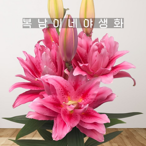 분홍겹백합 비올라 [3구 복남이네야생화 백합 구근식물 로즈릴리 oselily], 3개