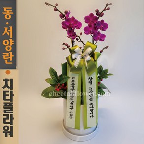 치타플라워 서양란 미니 호접 만천홍 [p04-0504] 승진 축하 개업 결혼 기념일 화분 서양난 동양난 동양란 전국 배송