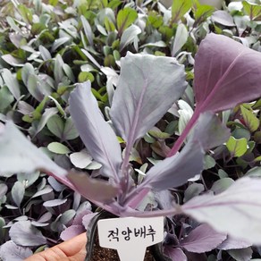 적양배추 모종(2개)(적색), 2개