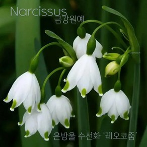 수선화(Nacissus) 추식 구근 은방울 수선화 '레오코줌'(1set-1구) 금강원예, 1세트