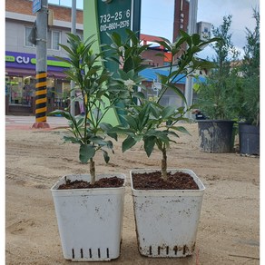 향수묘목농원 귤나무2년생 금귤 (낑깡)2년생, 금귤 (낑깡), 1개