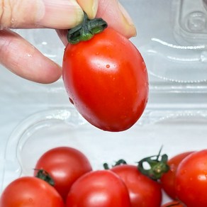 꿀맛 스테비아 방울토마토 제철과일 방토 tomato 당뇨 간식 500그램, 4개, 500g