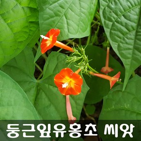 [해피플라워] 둥근잎유홍초 씨앗 300립 / 봄 여름 파종 덩굴식물 꽃씨, 1개