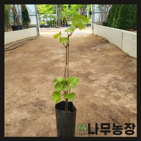 (나무농장) 샤인머스캣(샤인머스켓) 키 60 ~ 80cm 내외 지주대 포트, 4개