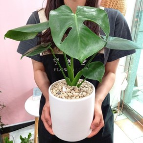 몬스테라 중형 도자기 화분세트 막대토끼 - 지름15cm 높이 40cm 화분 선물 리본메세지 서비스, 1개