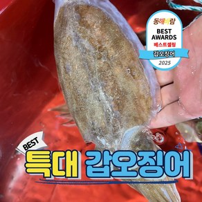 선도최상 자연산 제철 활 갑오징어, 1박스, 특대 갑오징어 3kg(6-12미))