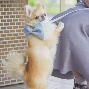 리코르도 강아지 고양이 겸용 빅 리본 목줄, 1개, 라이트 블루