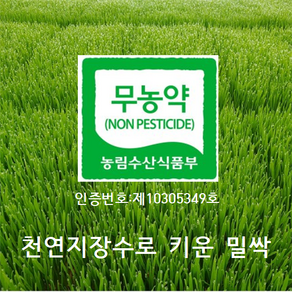 [산지직송]국수터 지장수 밀싹농장 밀싹 600g 1박스