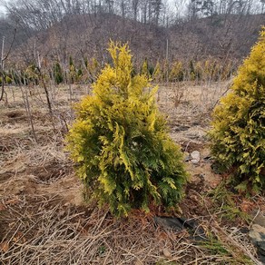 착한가격 나무생각 / 에메랄드골드 / 80cm, 1개