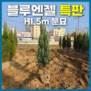 [특가판매] 블루엔젤 H1.5m 분묘 서양측백 상록수 조경나무 정원수, 블루엔젤 H1.5m (분묘), 1개