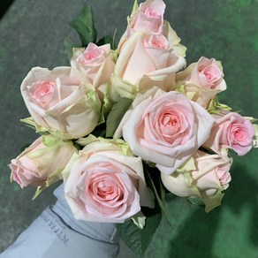 [사직생화] 빅토리아 장미 생화 한단10송이