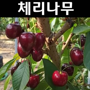 체리/러시아8호 접목1년 뿌리 특묘1개/유실수 과실수 묘목