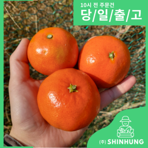 제주 홍매향 빨간귤 [신흥유통] [원산지 국산(제주특별자치도)], 1개, 홍매향 소과 5kg 내외