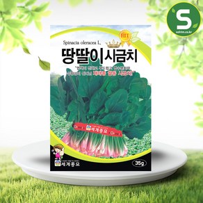 솔림텃밭몰 시금치씨앗 35g 땅딸이시금치 월동시금치 가을재배용