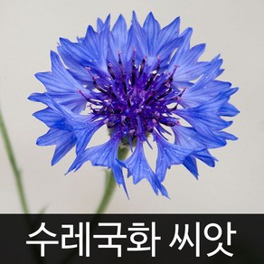 수레국화 씨앗 꽃씨 종자 꽃씨앗 야생화 정원 씨 2g, 1개