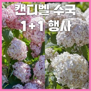 [1+1행사] 캔디벨 마시멜로우 버블껌 왜성아나벨수국 노지월동, 버블껌 2개, 2개