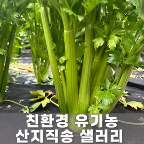 [산지직송] 친환경 유기농 무농약 샐러리 신선초 셀러리 즙용 생식용 스틱, 1세트, 5kg