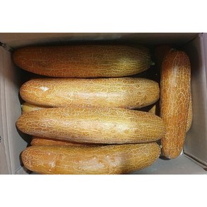 국내산 노각 노각오이 늙은오이, 2kg, 1개