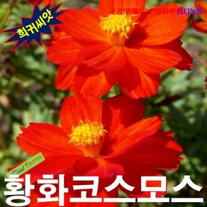 (희귀씨앗) 황화코스모스 레드 15립, 1개