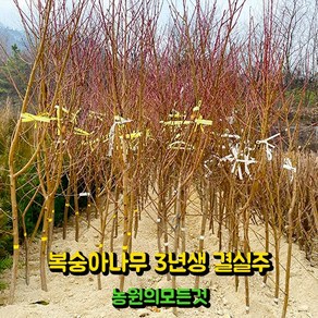 복숭아 묘목 결실주 3년생 4년생 백도 황도 천도(신비) 납작복숭아 백도 거반도