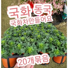 동국 감국 20개/올겨울 따뜻한 국화차 만들어드세요