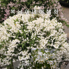 애기말발도리 유키 [3포트 복남이네야생화 모종 deutzia]