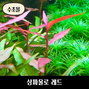 [수초몰] 상파울로 레드 키우기 쉬운 수초, (특가) 1촉, 1개