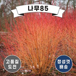 (나무85) 신품종 말채나무 5종 시리즈, 3.신품종말채 애니스윈터오렌지 9cm 포트, 1개