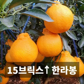 청담농수산 산지직송 당도보장 프리미엄 특품 제주도 한라봉, 1개, (선물용) 한라봉 5kg (11-16과)