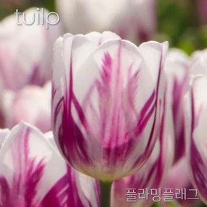 스트라이프 튤립(Stipe Tulip) 추식 구근 입고 금강원예, 플라밍플래그(1set-5구), 1개