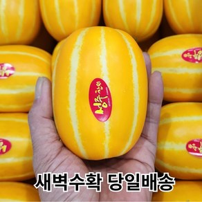 [산지직송 당도선별] 성주 꿀 참외 [혼합/꼬마/중과/대과] 선물용 로얄과 2kg 3kg 5kg 10kg, 1개, 01. 혼합 2kg